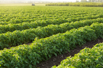 Enhancing Resilience in Tomato Cultivation