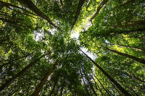Sustainability glossary 