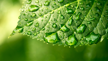 Environmental Consulting Services